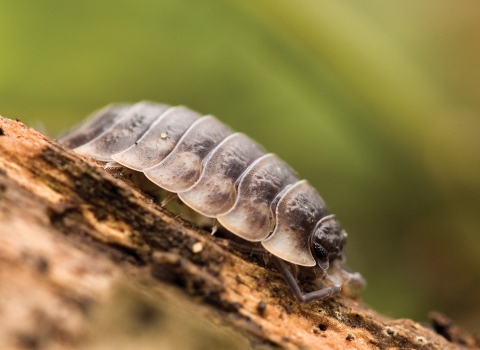 Woodlouse