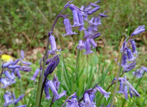 Cloase-up of bluebells Rebecca Walford