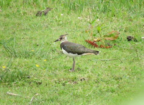 Lone lapwing standing in a field Dave Chown