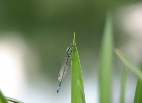 Dameselfly on reed leaf Bob hastie