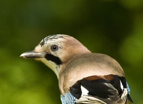 Jay on a branch Ben Simmonds