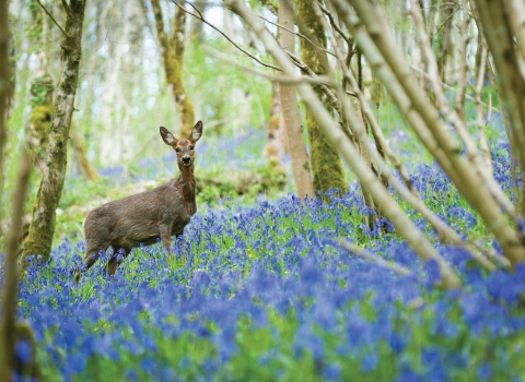 Roe deer at Long Wood among bluebells