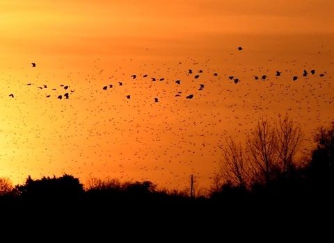 Sunset with flying birds