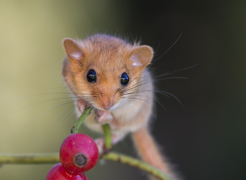 Dormouse