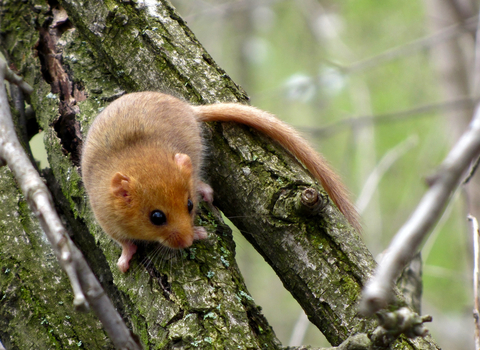 Dormouse on tree