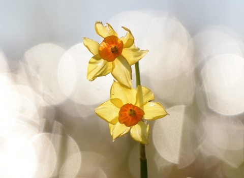 Daffodils