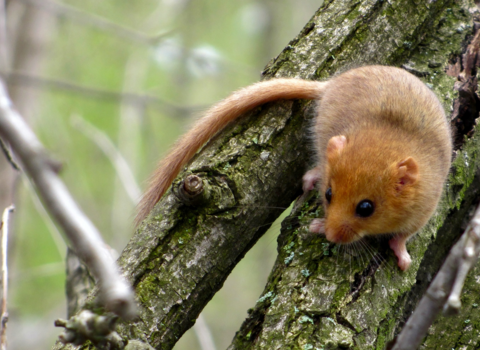 Dormouse 