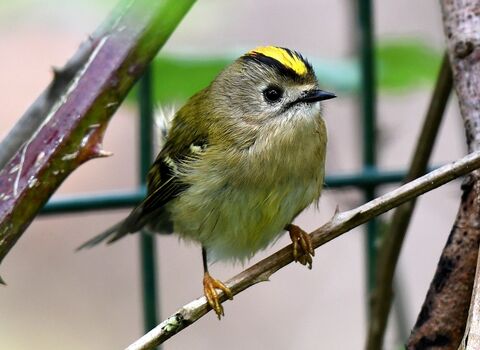 Goldcrest