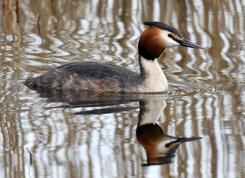 Great crested grebe