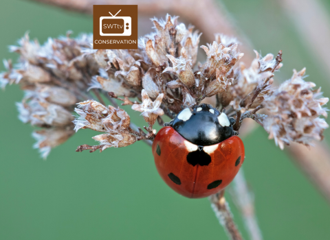 conservation logo on ladybird image