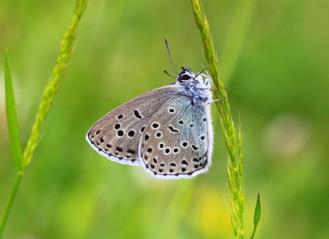 large blue