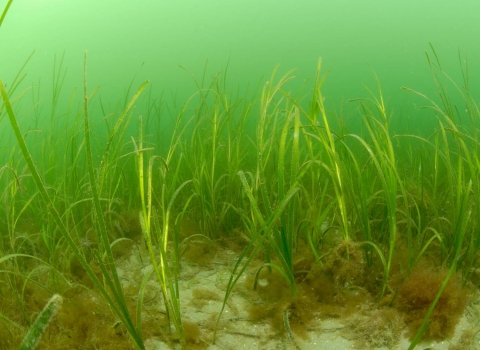 Sea grass