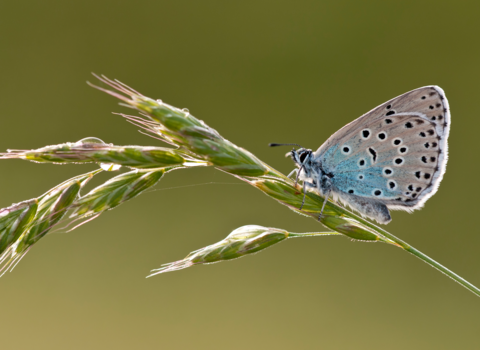 large blue butterfly