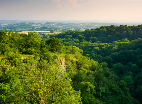 Cheddar tree tops