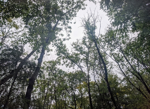 Ash dieback - tree canopy