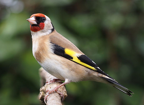 Goldfinch