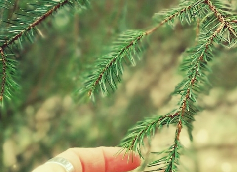 Hand on branch