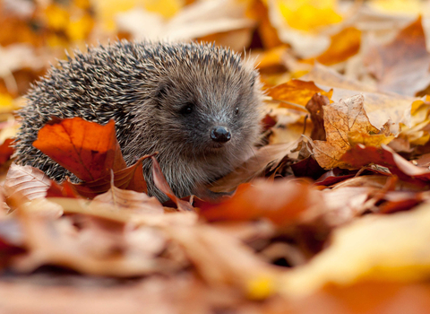 Hedgehog amongst autumn leaves