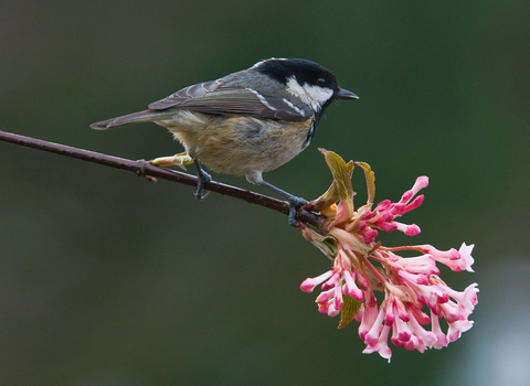 Coal Tit (c) Bob Coyle