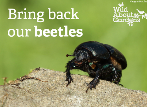 beetle on rock with bring back our beetles text
