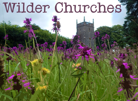 wilder churches square, purple flowers in the foreground with a church in the background.