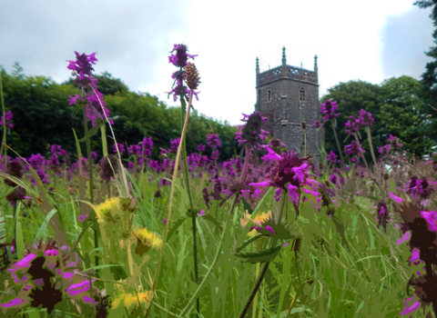 purple stylised flowers in the foreground with a out of focus church in the back