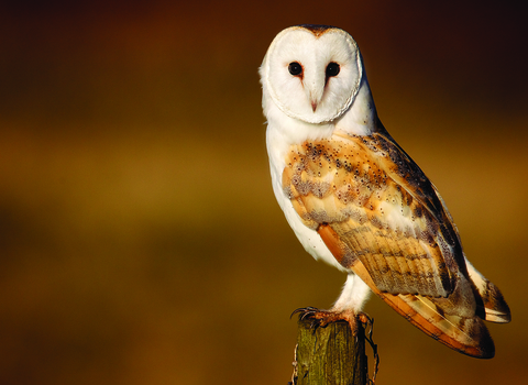 Barn owl