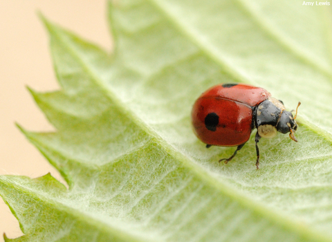 ladybird on a leaf