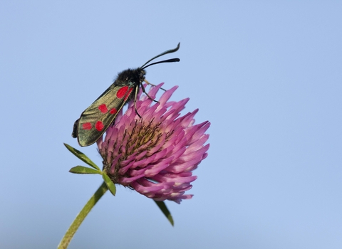 Six-spot Burnet moth on Red Clover