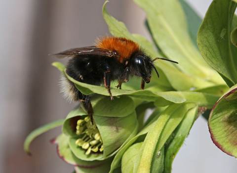 Tree bumblebee