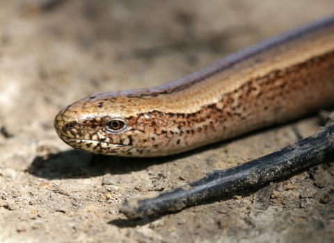 Slow worm