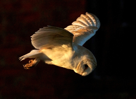 Barn owl in flight ready to capture prey at night