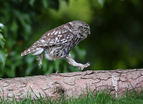 Owl running along a log with a determined expresssions