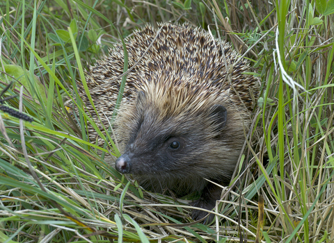 hedgehog wildlife trust