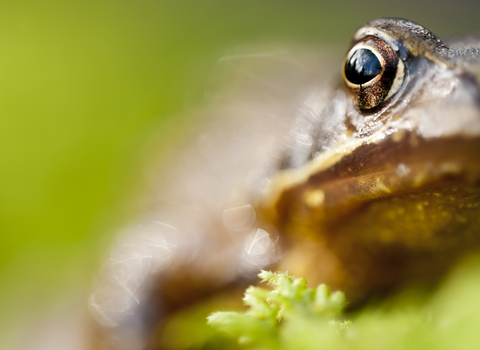 Common frog in foreground