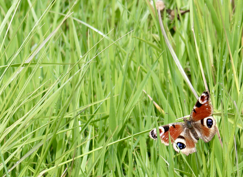 Butterfly at Honeygar