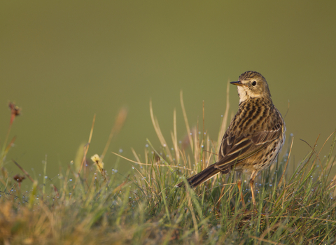 A meadow pipit on the grass, looking back at the camera over its shoulder