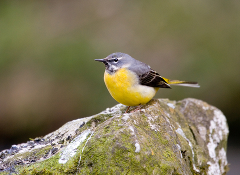 A male grey wagtail perched on a moss-covered rock, it's bright yellow belly a sharp contrast to the darker surroundings