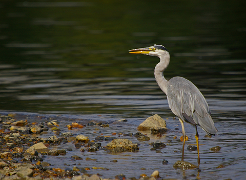 A grey heron standing on the stony margin of a river
