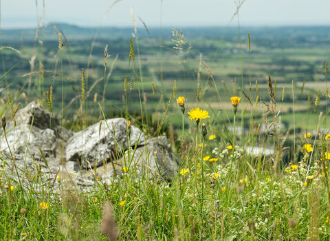 A view from Mendip scarp down to the Levels, with wildflowers and limestone rock in foreground