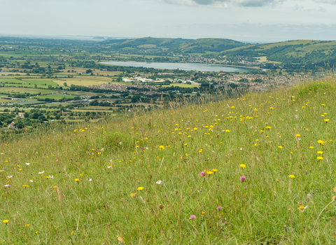 a meadow in the foreground with an expansive somerset landscape in the background