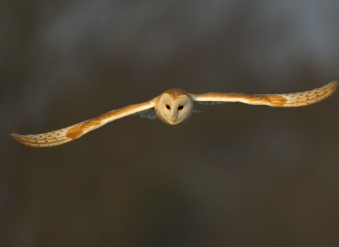 Barn owl in flight, hunting