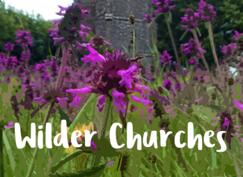 Wilder Churches title image with background of wildflowers in a Somerset churchyard