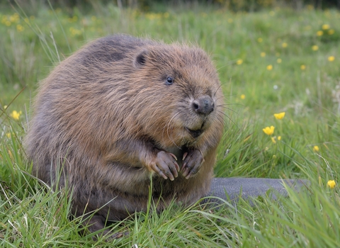 Beaver sitting in green field