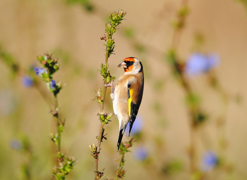 Goldfinch