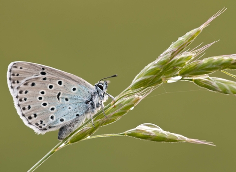 Large Blue butterfly