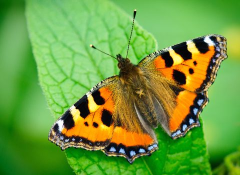Small tortoiseshell butterfly on green leaf