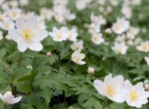 Wood anemone blanketing a woodland in spring