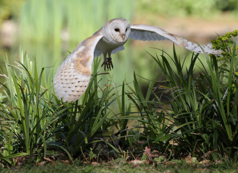 Image of a barn owl flying over tall grass