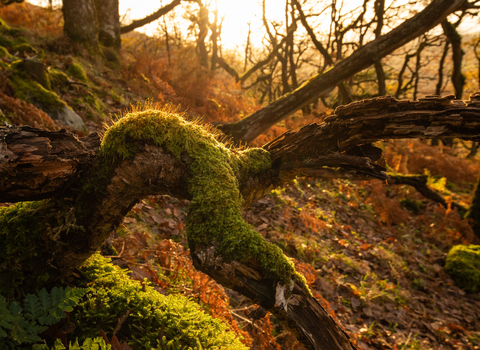 A shaft of sunlight filters through the canopy of a UK rainforest, lighting up a vibrant green patch of moss growing on a piece of dead wood